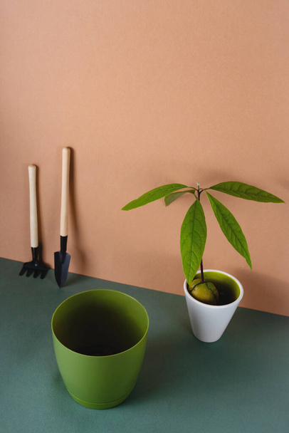 Houseplants in pots are a modern hobby for a slow life - Zdjęcie, obraz