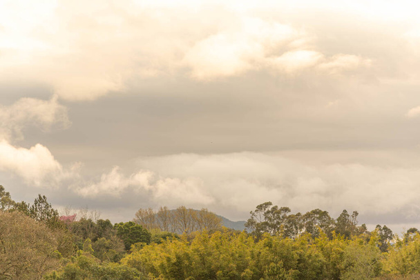 Ντόπια χλωρίδα της Βραζιλίας. Δέντρα του Ατλαντικού δάσους. Σύννεφα. Σκοτεινός ουρανός. Χειμώνας και κρύο. - Φωτογραφία, εικόνα