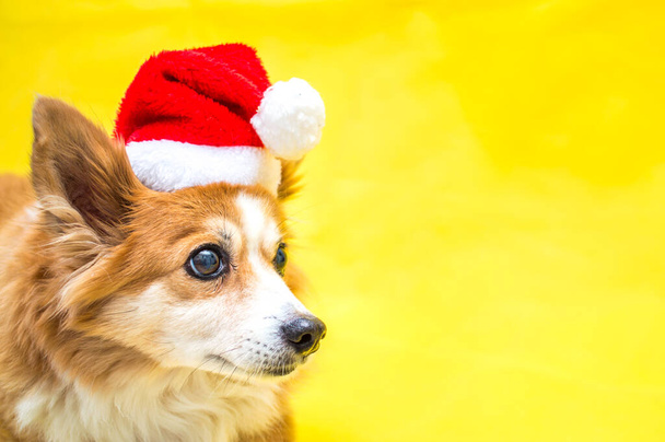 Close-up portrait of a dog on a yellow background wearing a santa claus hat. New Year 2021 - Photo, Image