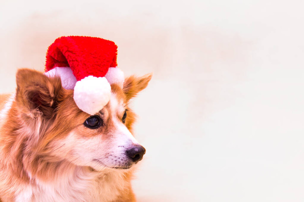 Close-up portrait of a dog on a white background wearing a santa claus hat. New Year 2021 - Valokuva, kuva