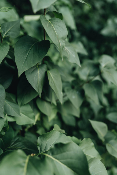 texture of fresh green leaves, macro  - Foto, afbeelding