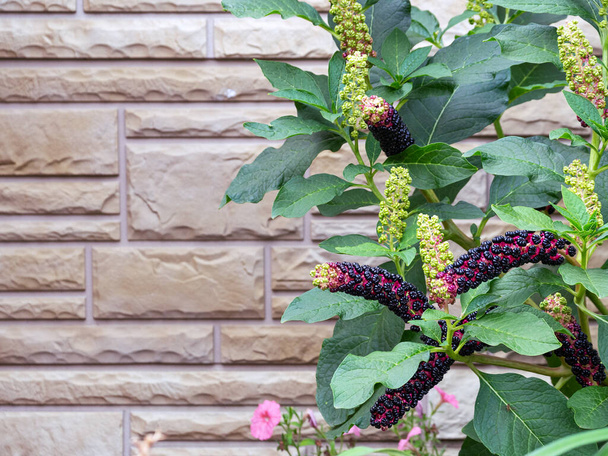 Phytolacca americana on the right against the background of a wall lined with decorative tiles. Place for your text. Floral background with phytolacca americana and wall. - Photo, Image