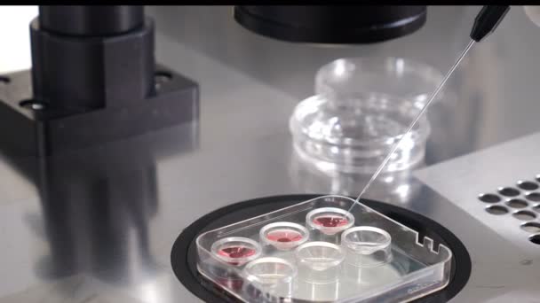 Embrió kriokonzerválás, embrió laboratóriumi manipulációja paillette szalmával az embriók kriokonzerválásának előkészítése során. embrió elmozdítása a krioprotektorból. 4 k videó - Felvétel, videó