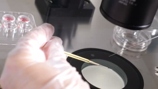 Embrionalna kriokonserwacja, Laboratoryjne manipulowanie embriologiem słomką paillette podczas przygotowywania do kriokonserwacji zarodków. przeniesienie zarodka z krioprotektantu. 4 tys. wideo - Materiał filmowy, wideo
