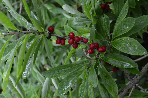 Daphne mezereum красные ягоды в летнем лесу, mezereum, spurge laurel, spurge olive. - Фото, изображение