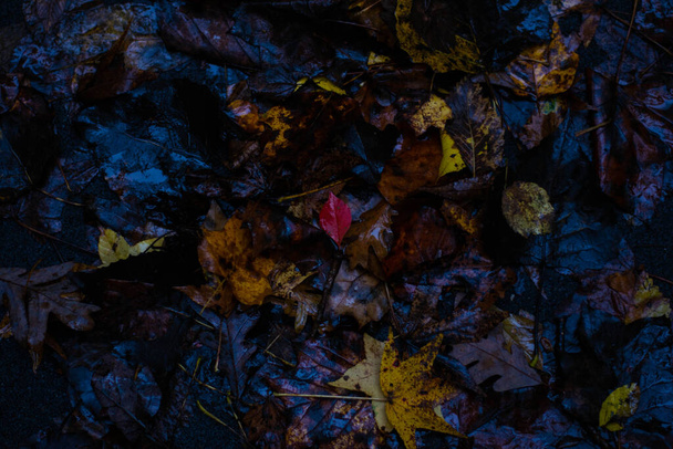 Close up de folhas de queda amarelas e marrons molhadas no chão - Foto, Imagem