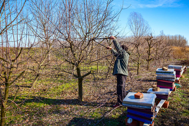 L'agricoltore sta potando rami di alberi da frutto nel frutteto usando lunghi tronconi all'inizio della primavera.. - Foto, immagini