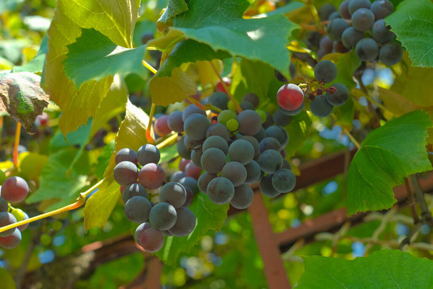 ブドウの木の上のUva Fragolaのブドウ. - 写真・画像