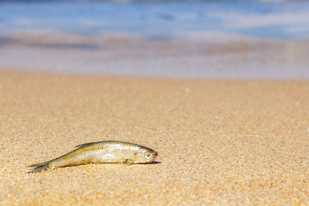 mała złota rybka leży na piasku wybrzeża i umiera od ciepła i słońca. Ocean i fale są widoczne w tle. Koncepcja życia i śmierci - Zdjęcie, obraz