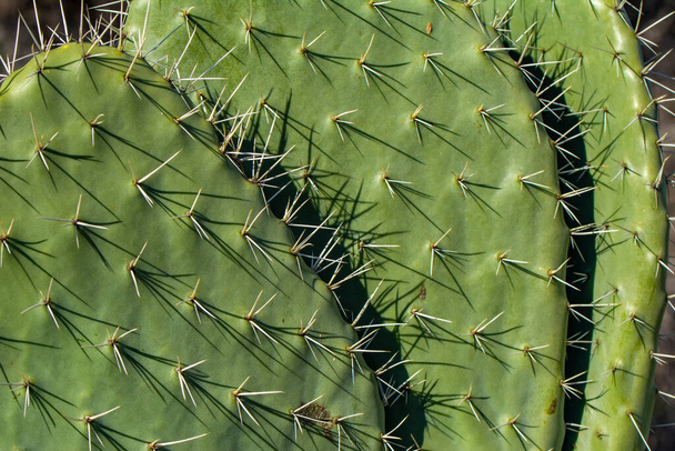 Beautiful blooming wild desert cactus - Foto, afbeelding