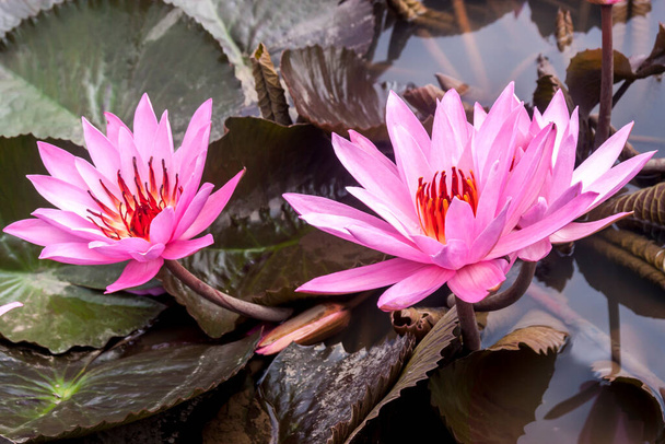 Дикий розовый лилий или цветок лотоса (Nelumbo nucifera) в воде. Нимфы в пруду. Индонезия, Папуа-Новая Гвинея - Фото, изображение