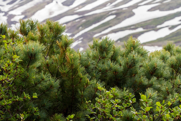 Cedar (Pinus pumila) kasvaa lähellä lumihuippuista vuorta. Kamchatkan niemimaa, Venäjä - Valokuva, kuva