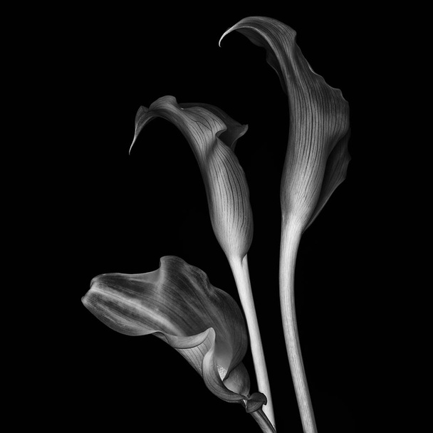 Calla lilies on black background. Monochrome image - Φωτογραφία, εικόνα