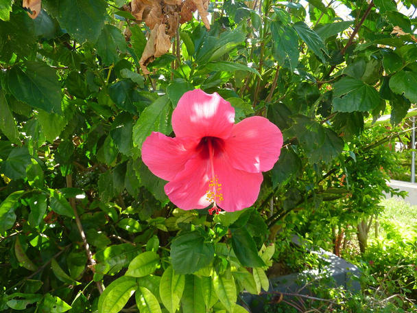 Hibiscus rosa-sinensis a kertben malvacee - Fotó, kép