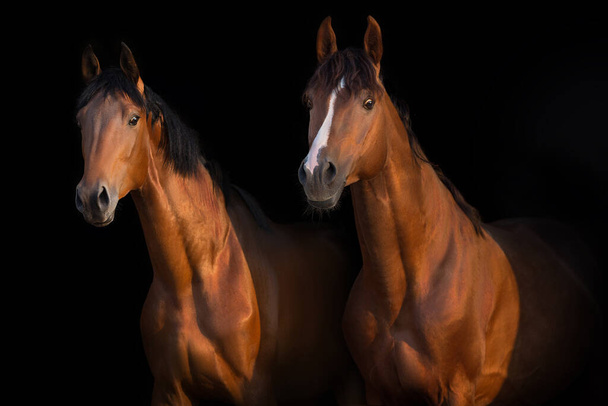 Rood en bay paard tegen zwarte achtergrond - Foto, afbeelding