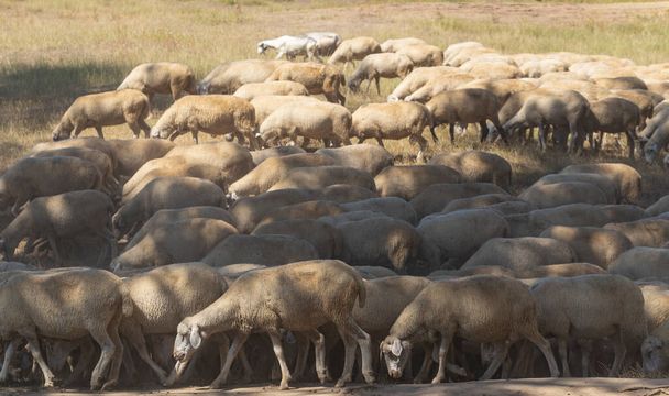 Een kudde geiten en schapen. Het overleven van dieren in de droge steppe. De weiden van Europa. - Foto, afbeelding