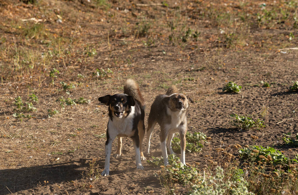 Dva vzteklí psi se vrhají na objektiv kamery. - Fotografie, Obrázek