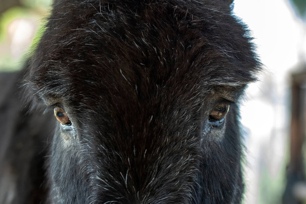 Beautiful close up of donkey's eye - Foto, Imagen