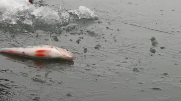Pesce persico su ghiaccio di fiume in inverno
 - Filmati, video