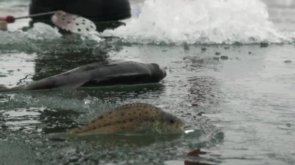hal a sügér folyó télen a jégen - Felvétel, videó