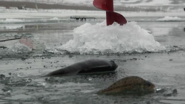 El pez se posan sobre el hielo del río en invierno
 - Imágenes, Vídeo