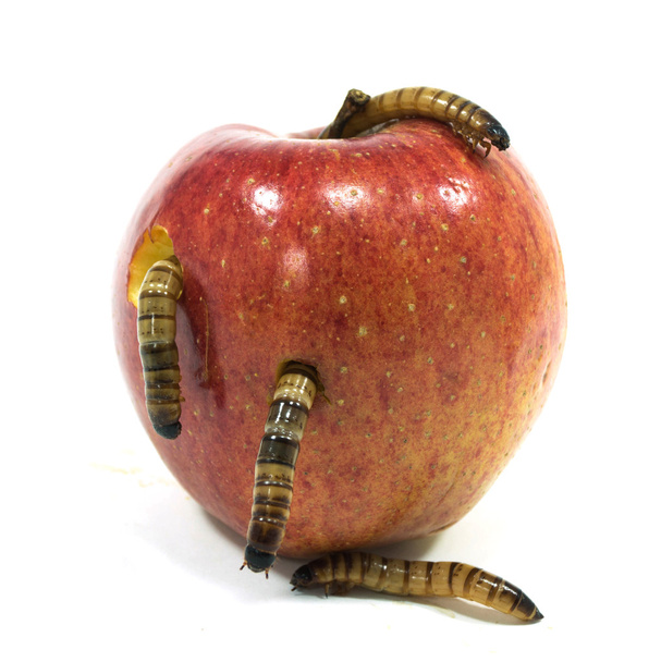 Verme sta uscendo dalla mela morsa
 - Foto, immagini