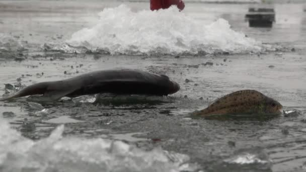 hal a sügér folyó télen a jégen - Felvétel, videó