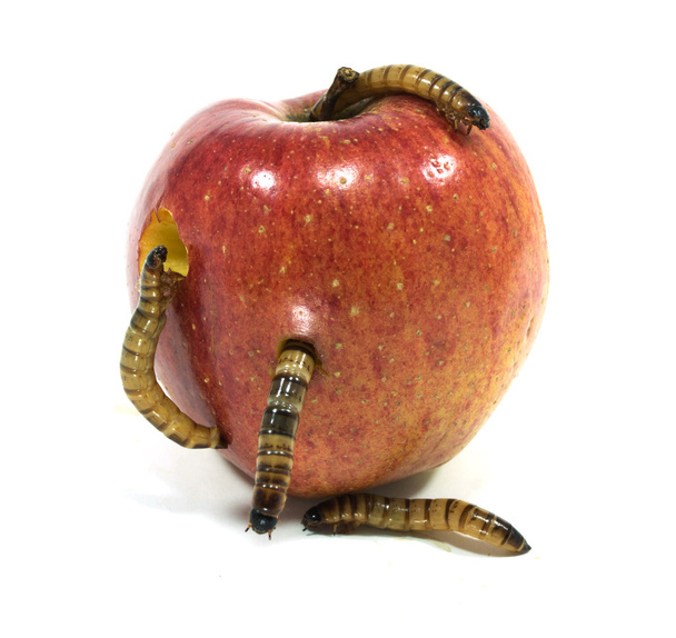 robak wychodzi ugryziony jabłko - Zdjęcie, obraz