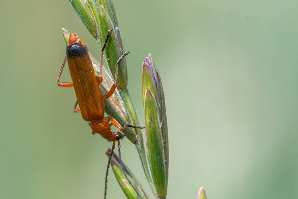 Macro shot of a red soldier beetle (rhagonycha fulva) on a blade of grass - Photo, Image
