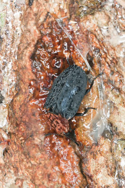 Czerwononosy chrząszcz padlinowy, Oiceoptoma thoracicum żywiący się sokiem wylewającym się z drzewa - Zdjęcie, obraz