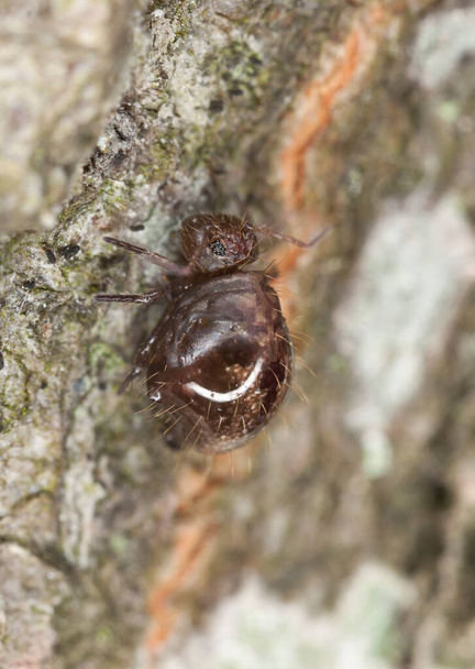 Μικρή springtail σε ξύλο, φωτογραφία macro - Φωτογραφία, εικόνα