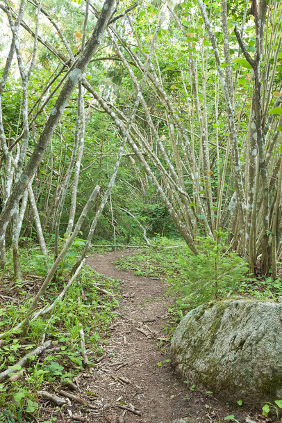 Sentier pédestre menant à travers une forêt naturelle avec du noisetier, cet environnement est important pour de nombreux insectes en voie de disparition - Photo, image