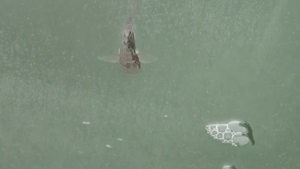 ψάρι πέρκα στον πάγο του ποταμού το χειμώνα - Πλάνα, βίντεο