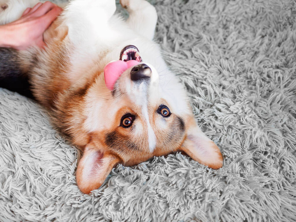 собака триколора валлийской породы Корги Пемброк с резиновой розовой игрушкой в зубах, лежащей на сером ковре, фрагмент с намордником - Фото, изображение