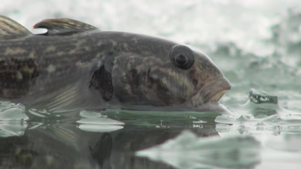 Perche de poisson sur la glace de la rivière en hiver
 - Séquence, vidéo
