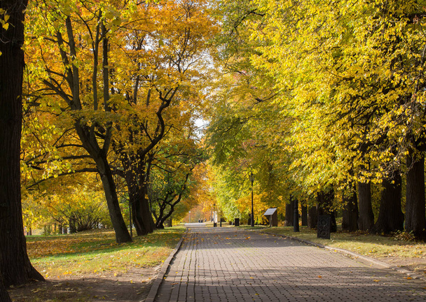 Autumn sunny day in park alley, Moscow,Russia - Foto, Imagem
