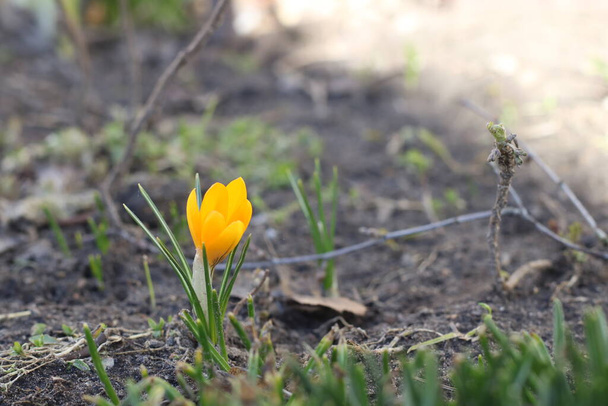 Pequena primeira flor de primavera na terra de perto - Foto, Imagem