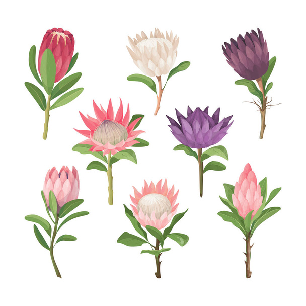 Λουλούδια Protea. Τροπικά λουλούδια διάνυσμα τέχνης.  - Διάνυσμα, εικόνα
