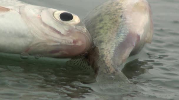 Perche de poisson sur la glace de la rivière en hiver
 - Séquence, vidéo