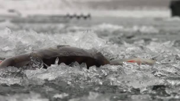 Pesce persico su ghiaccio di fiume in inverno
 - Filmati, video