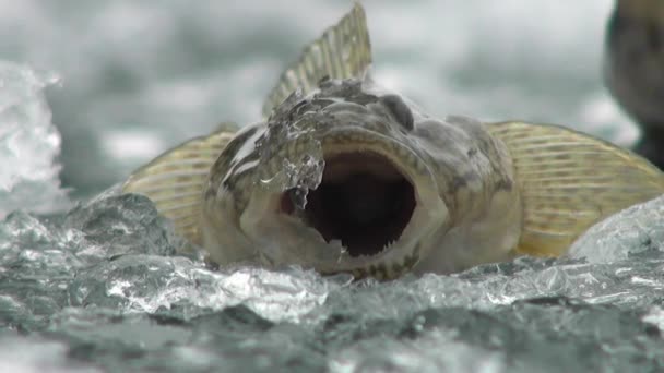 El pez se posan sobre el hielo del río en invierno
 - Imágenes, Vídeo