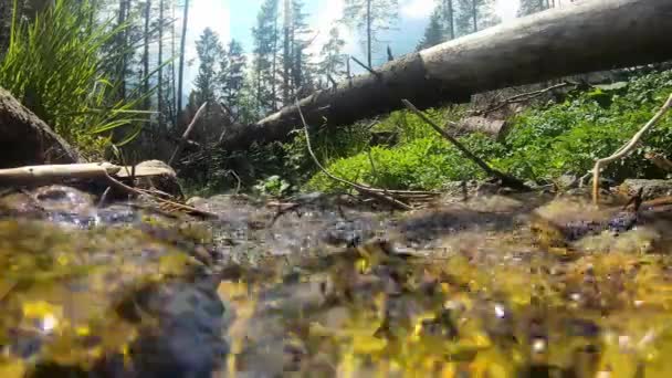 Rocky mountains stream in Polish mountains. - Footage, Video