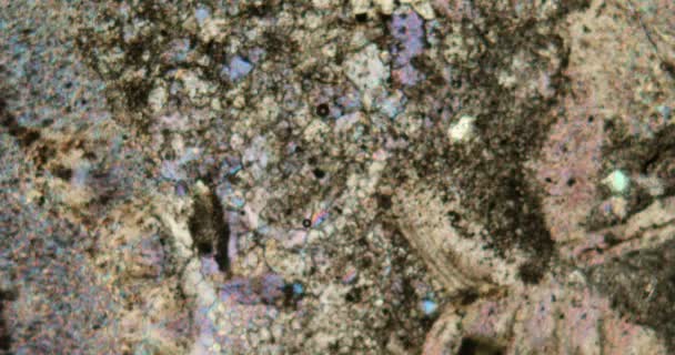 Sandstein-Dünnschnitt mit eingeschlossenen Fossilien unter dem Mikroskop - Filmmaterial, Video