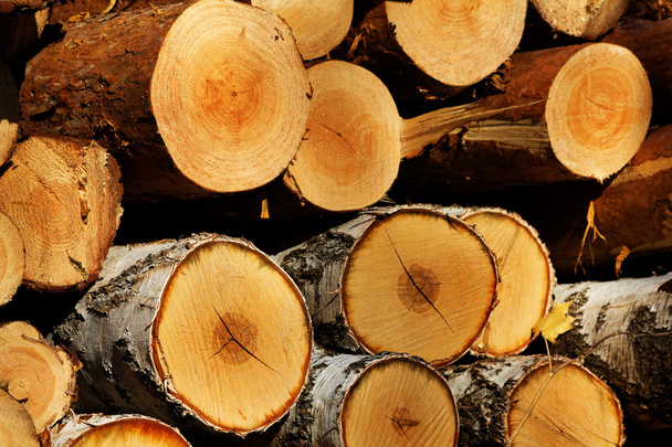 Cut tree pine birch - Foto, Imagem