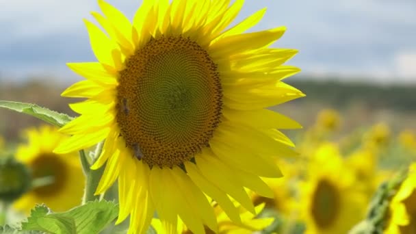 Zonnebloem bloeit op een warme dag - Video