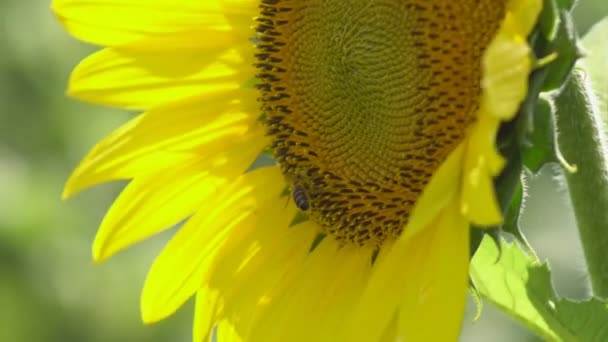 Zonnebloem bloeit op een warme dag - Video