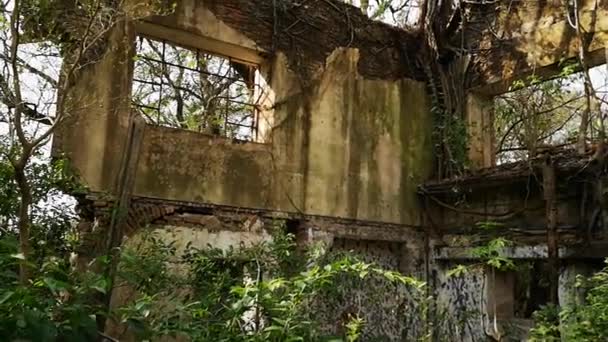 Restos de una construccin invadida por la selva - Metraje, vídeo