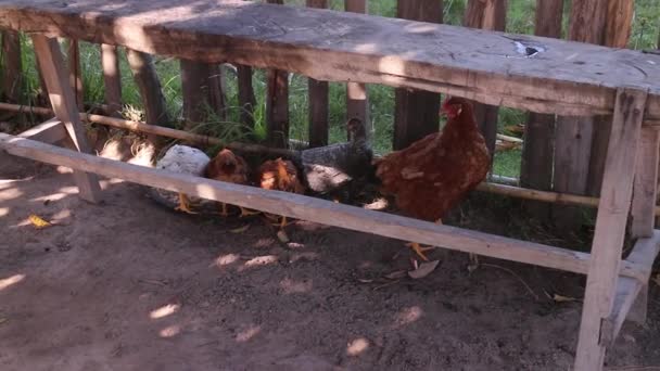 pollos criados orhcamente en la naturaliza - Кадры, видео
