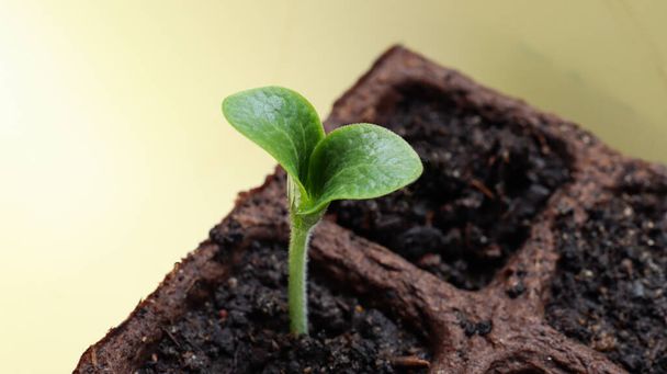 Joven brote verde brillante de calabacín, brotado de semilla, en maceta de turba con etiqueta azul sobre un fondo claro, el concepto de jardinería y plantaciones de primavera en el jardín - Foto, Imagen