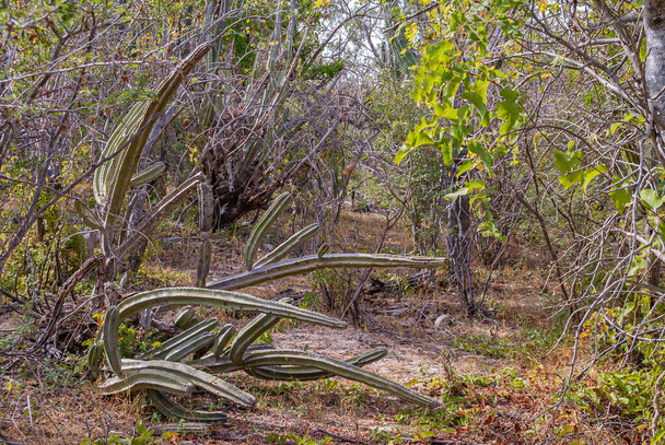 Baja California Sur, México - 23 de noviembre de 2008: La densa vegetación típica de los bosques secos de la Sierra de la Laguna ofrece matorrales, árboles cortos y cactus en todos los formatos. Madera seca, follaje verde. - Foto, Imagen